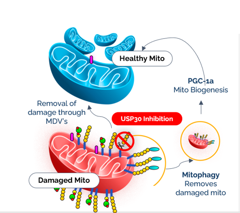 Diagram of mitophagy and how Parkin and USP30 work to balance clearance mechanisms.