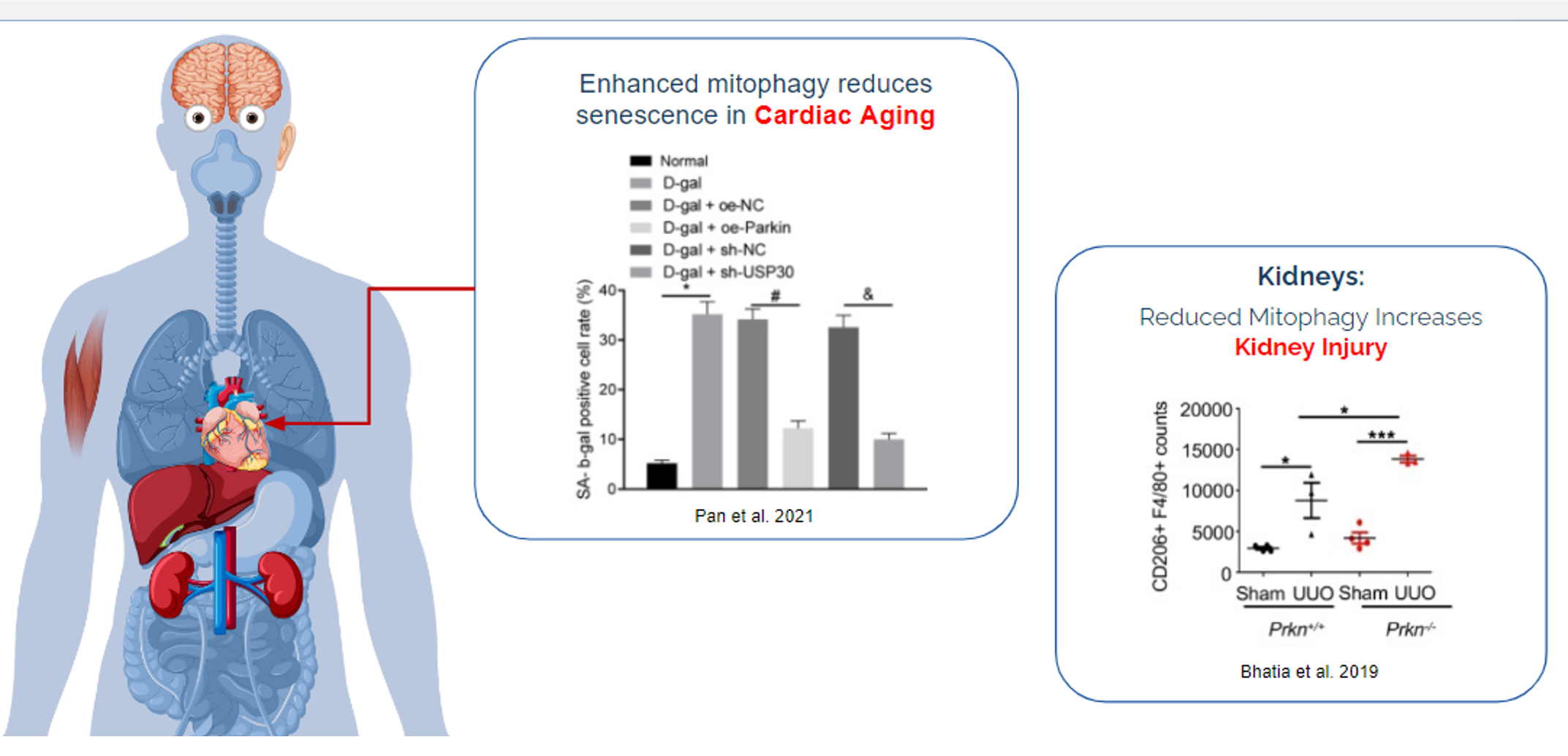 Data showing involvement of parkin and usp30 in heart failure and kidney injury.