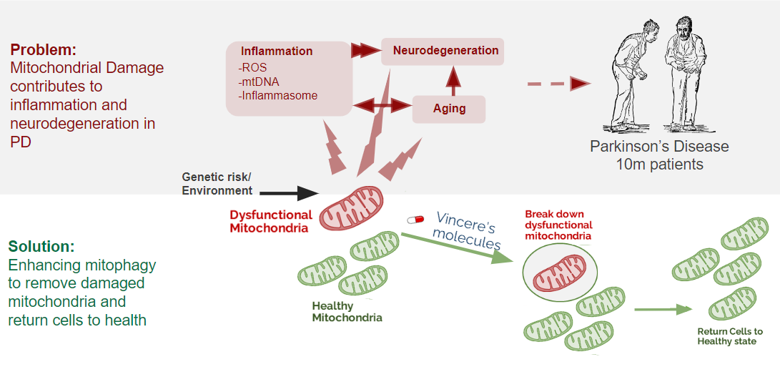 Diagram of mitophagy and how mitophagy is involved in Parkinson's disease